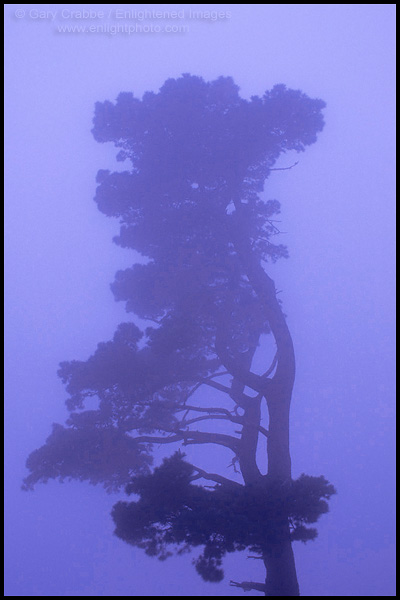Photo: Monterey Pine tree in evening fog, Tilden Regional Park, Berkeley Hills, California