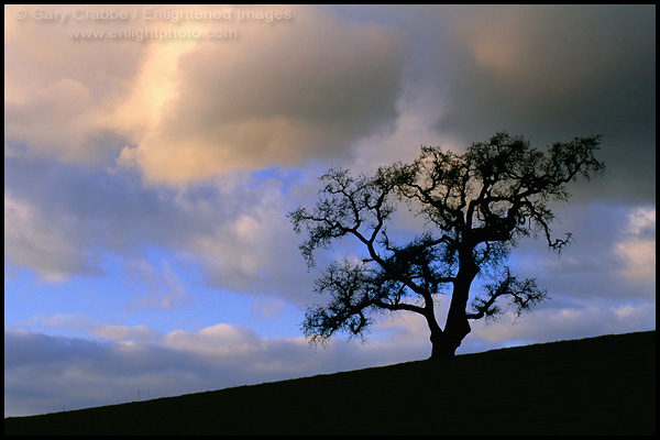 Picture: Storm clouds at sunset over lone oak tree, Alhambra Valley, Contra Costa County, California