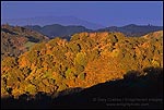 Photo: Sunlight on oak trees during a storm, Lafayette Ridge, Lafayette, California
