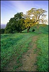 Photo: Oak trees and green grass in spring on the Lafayette Ridge Trail, Lafayette, California
