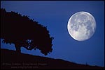 Picture: Nearly full moon setting in pre-dawn light next to oak tree, Alhambra Valley, Contra Costa County, California
