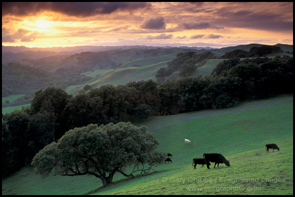 Picture: Cows grazing in green grass field and hills at sunset, Briones Regional Park, California