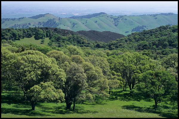 Picture: Oak Trees and Green Hills in Spring, Morgan Territory Regional Preserve, Contra Costa County, California