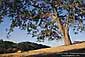 Afternoon light on oak tree in the rural hills of Santa Clara, near Morgan Hill, California
