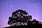 Crescent moon in evening light over lone oak tree in the rural Santa Clara county hills, near Gilroy, California