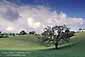 Spring storm clearing over an oak tree in green grass field in the rural hills of Santa Clara County, near Mount Hamilton, California
