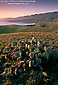 Photo: Sunset light over native cactus near Christy Beach, Santa Cruz Island, Channel Islands, Southern California Coast