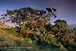 Photo: Sunset light on oak tree and green hills, Santa Cruz Island, Channel Islands, Southern California Coast