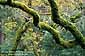 Moss covered trees, Austin Creek State Recreation Area, Sonoma County, California
