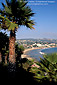 Palm Tree at Heisler Park, overlooking the waterfront town and sandy coast shore of Laguna Beach, California