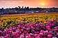 Sunset over the Carlsbad Flower Fields, Carlsbad, San Diego County, California