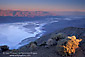 Morning light on desert sagebrush above salt pan basin playa, from Dantes View, Death Valley Nationark, California