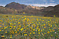 Yellow Desert Sunflowers (Geraea Canescens) bloom in spring below the Black Mountains, Death Valley National Park, California
