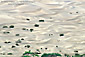 Desert Sand Dunes and plants, near Stovepipe Wells, Death Valley National Park, California