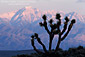 Sunset light on Telescope Peak over Joshua Tree, Lee Flat, Death Valley National Park, California