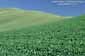 Rolling green hills in spring, Tassajara Region, Contra Costa County, California