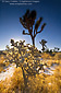 Morning light through Cholla Cactus, Joshua Tree National Park, California