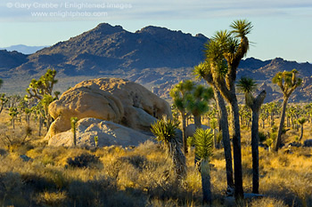 Sunlit Joshua Trees and boulder rock outcrop, near Quail Springs, Joshua Tree National Park, California