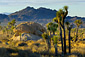 Sunlit Joshua Trees and boulder rock outcrop, near Quail Springs, Joshua Tree National Park, California