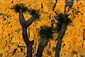 Sunset light on boulder rock outcrop and Joshua tree, near Quail Springs, Joshua Tree National Park, California