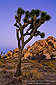 Evening light on Joshua Tree and boulder rock outcrop, near Quail Springs, Joshua Tree National Park, California