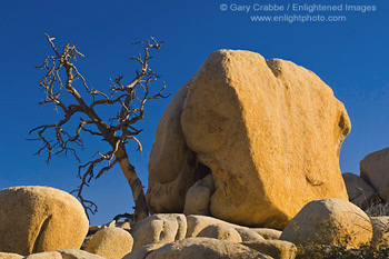 Barren dead tree and golden sunlight on rock boulder outcrops at Barker Dam, Joshua Tree National Park, California