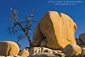 Barren dead tree and golden sunlight on rock boulder outcrops at Barker Dam, Joshua Tree National Park, California