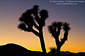 Twilight over Joshua Tree, Joshua Tree National Park, California
