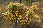 Teddybear Cholla (Opuntia bigelovii), Joshua Tree National Park, California