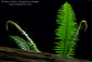 Fern in sunlight, Hendy Woods State Park, near Philo, Mendocino County, California