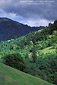 Oak trees and green grass hills in spring, near Booneville and the Anderson Valley, Mendocino County, California