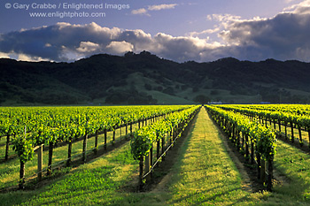 Sunset over hills and vineyard in spring, near Hopland, Mendocino County, California