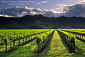 Sunset over hills and vineyard in spring, near Hopland, Mendocino County, California