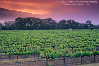 Morning fog along hills at sunrise over vineyard near Hopland, Mendocino County, California