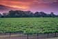 Morning fog along hills at sunrise over vineyard near Hopland, Mendocino County, California