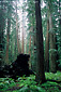 Redwood forest, Montgomery Woods State Reserve, Mendocino County, California