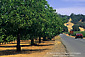 Country road past Fife Vineyards, Redwood Valley, near Ukiah, Mendocino County, California
