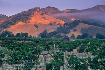 Morning fog over vineyards at sunrise, near Hopland, Mendocino County, California