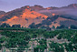 Morning fog over vineyards at sunrise, near Hopland, Mendocino County, California