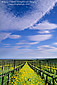 Yellow mustard flowers bloom in spring vineyard in the Carneros Region, Napa Wine Region, California