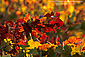 Fall colors on grape vines in vineyard at Bouchaine Winery, Los Carneros Wine Growing Region, Napa County, California