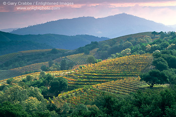 Wine Vineyards on hillside in fall, above Napa Valley, Napa County Wine Region, California