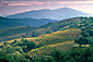 Wine Vineyards on hillside in fall, above  Napa Valley, Napa County Wine Region, California