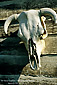 Cow skull on wood shed at RustRidge Estate Winery, Napa County, California