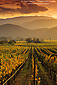 Clouds and hills over vineyard in fall near Staggs Leap, Silverado Trail, Napa Valley Wine Region, California