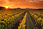 Sunset over wine grape vines in vineyard in fall, Carneros Region, Napa County, California