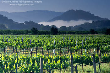 Green grape vines in vineyard and fog at sunrise, Napa Valley Wine region, Napa County, California