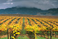 Storm clouds at sunrise over vineyard in fall, Alexander Valley, near Asti, Sonoma County, California