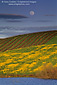 Full moon rising over vineyard and mustard on hill in the Carneros Region, Sonoma County, California