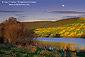 Moonrise over vineyard and mustard on hill above pond in spring, Sonoma County, California